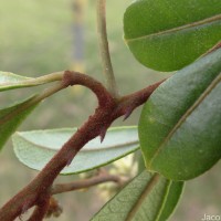 Zanthoxylum asiaticum (L.) Appelhans, Groppo & J.Wen